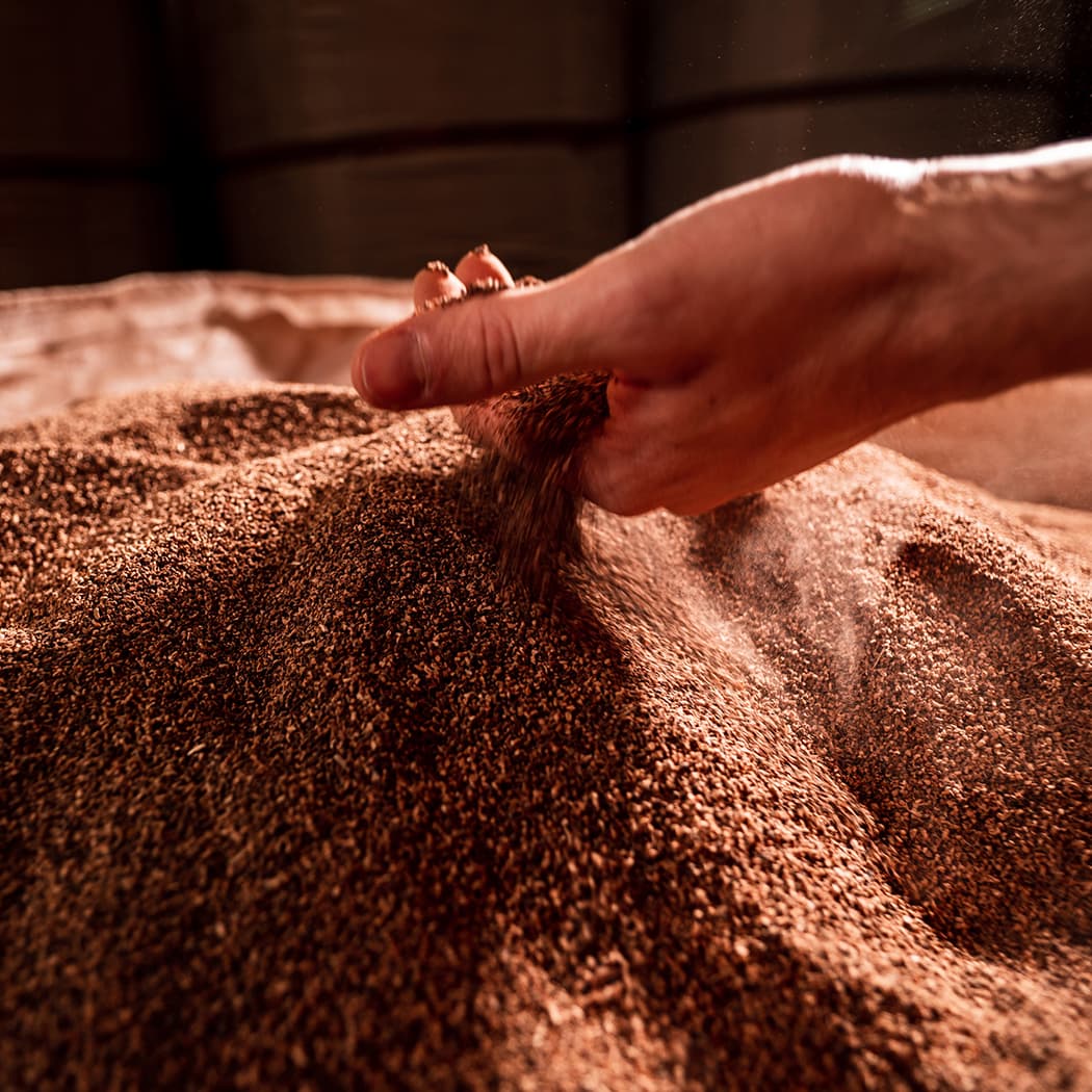 برداشت کرک از درخت بلوط